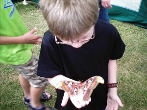 I play in the moth enclosure.