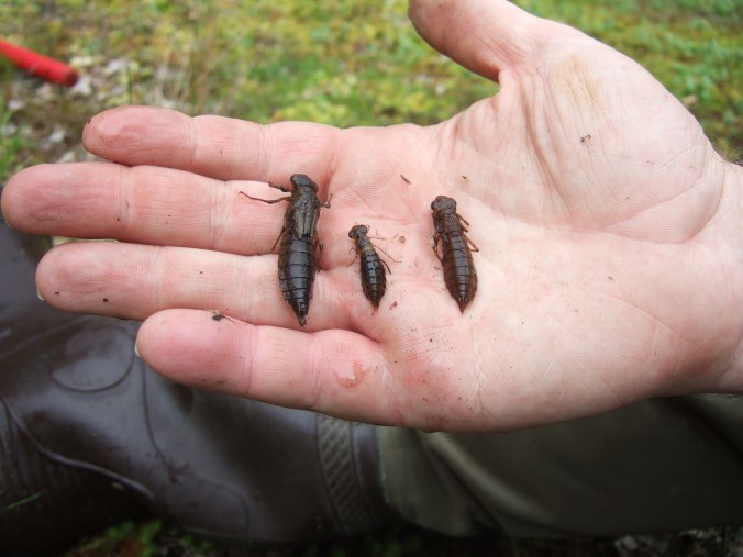 A selection of dragonfly larvae.