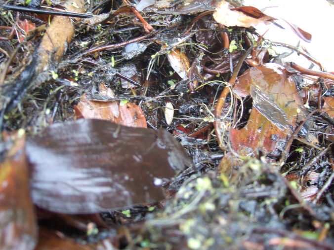 Dregs from the thrash.