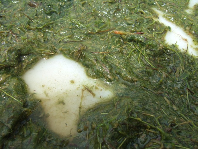 An example of Pygmyweed.