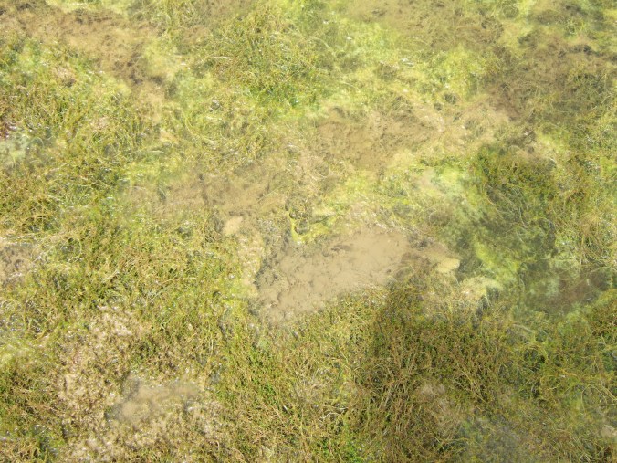 Matt and I creating holes in the mud to find organisms living there.