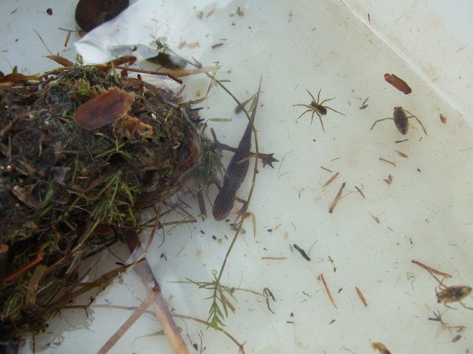 An adult palmate newt.