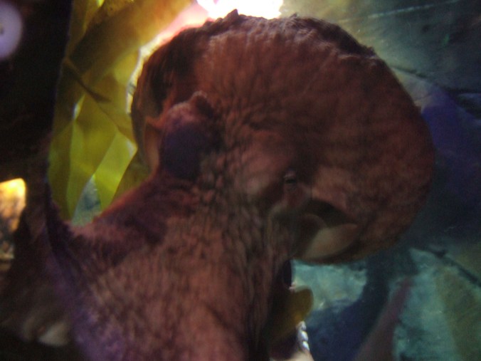 The octopus looms in my direction.