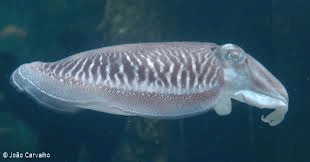 An example of a cuttlefish, although it is not the one that I saw.