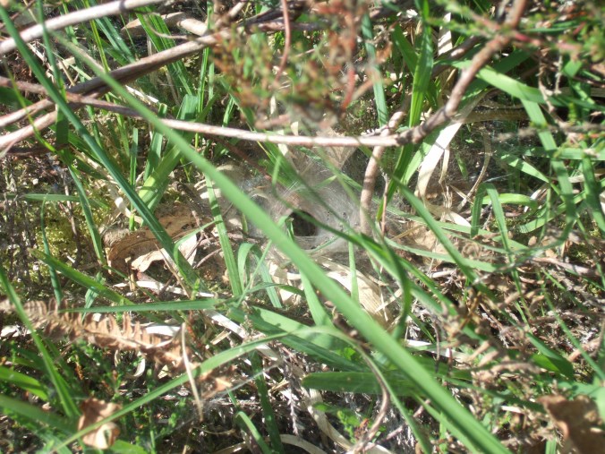 The peculiar web of a labyrinth spider.