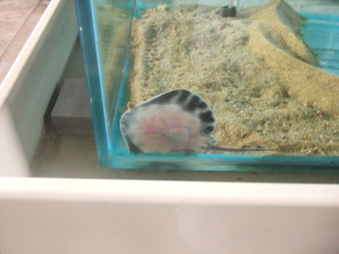 A juvenile Thornback Ray in a tank in the London Aquarium tanks.