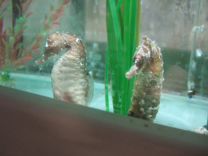 Seahorses kept for breeding.
