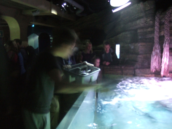 I feed the juvenile tank in the aquarium ray pool.