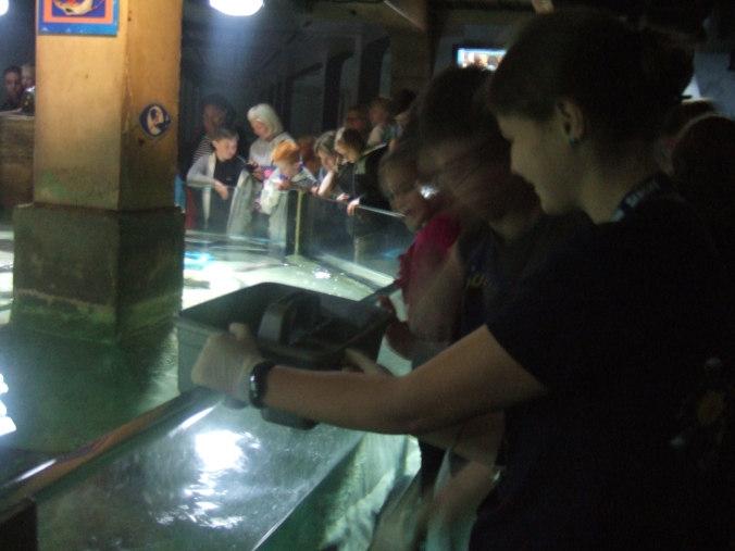 The aquarium staff feed the various denizens of the ray pool.