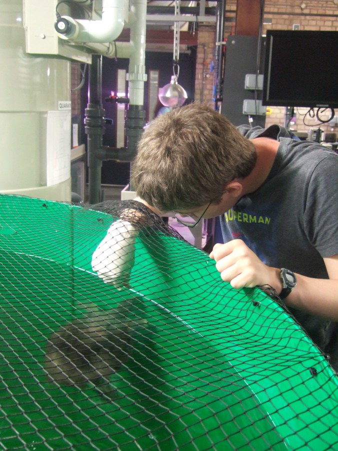 I feed Rufus the Chinese Softshelled Turtle.