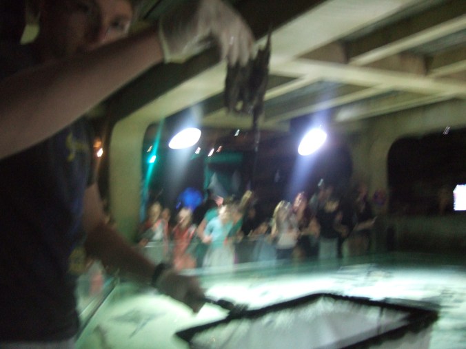 I triumphantly display a captured mermaid's purse.