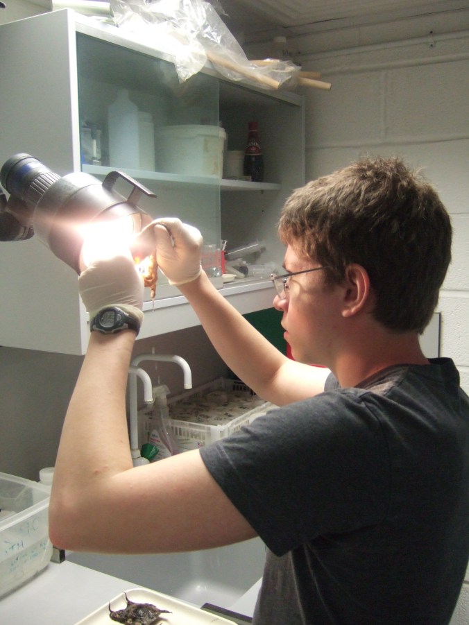 I search in vain to locate an egg with a live ray inside.