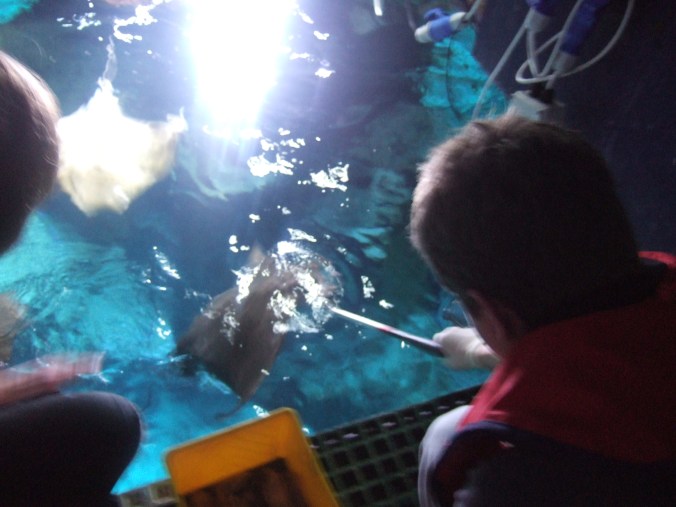 Monica and I give one of the smaller rays its lunch.