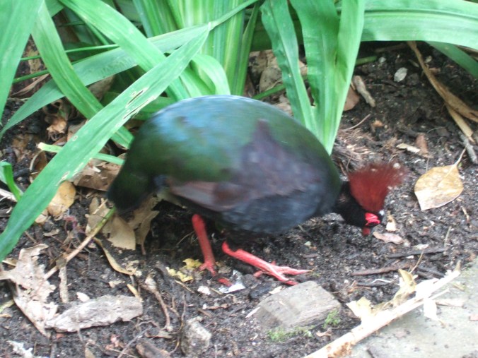A crested partridge, or roul roul, pecks around for small insects.