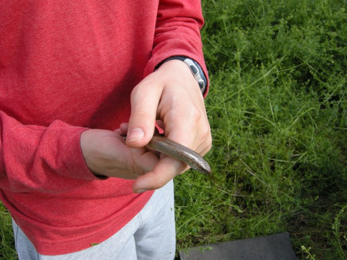 A male slowworm caught under a piece of tarp.