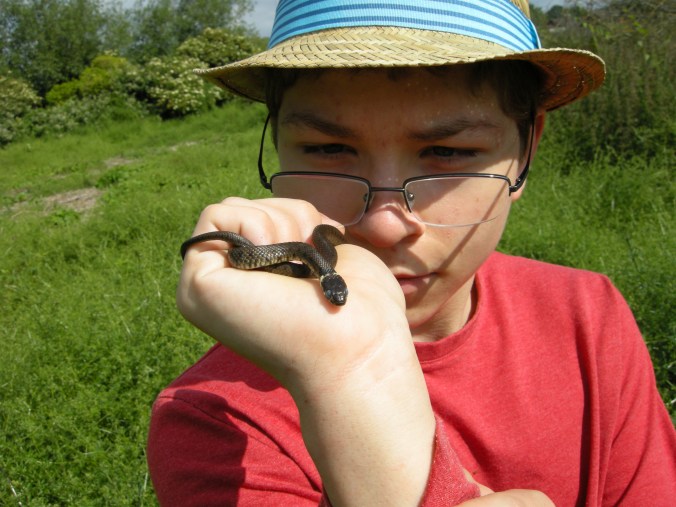 A near moulting grass snake, ready to drop it's skin.