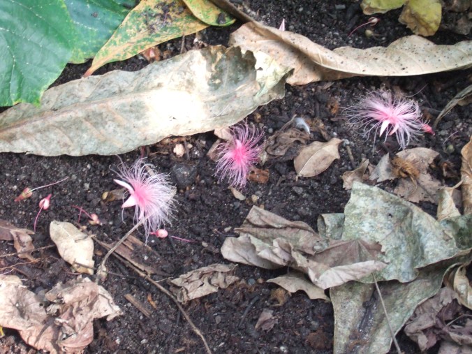 The fallen flowers of a Fish Poison Tree.