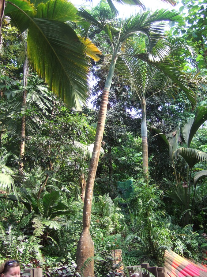 A rare and endangered species stands proudly amongst the other foliage.