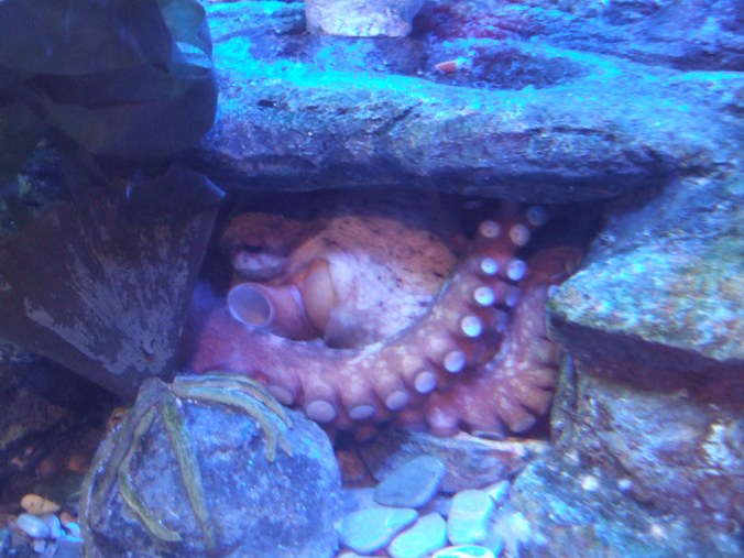 The aquariums octopus hides away until feeding time.