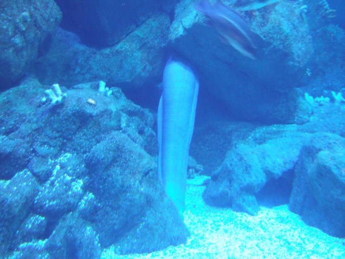 The tail of a huge Conger Eel sticking out of the rocks.