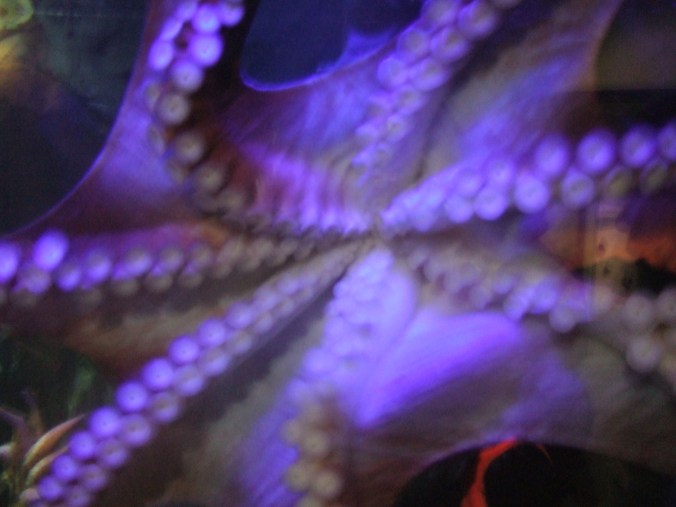 The octopus playfully attacks my camera, perhaps mistaking it for a snack.