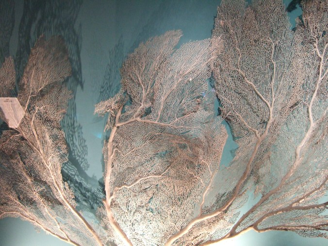 A preserved sea fan on display at the museum.