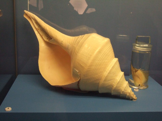 The shell of a (deceased) Australian Trumpet.