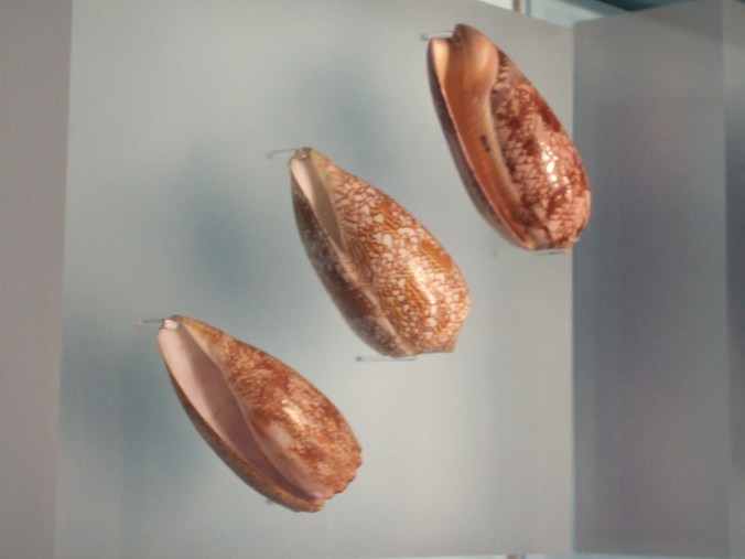 Various shells that used to belong to Geograph