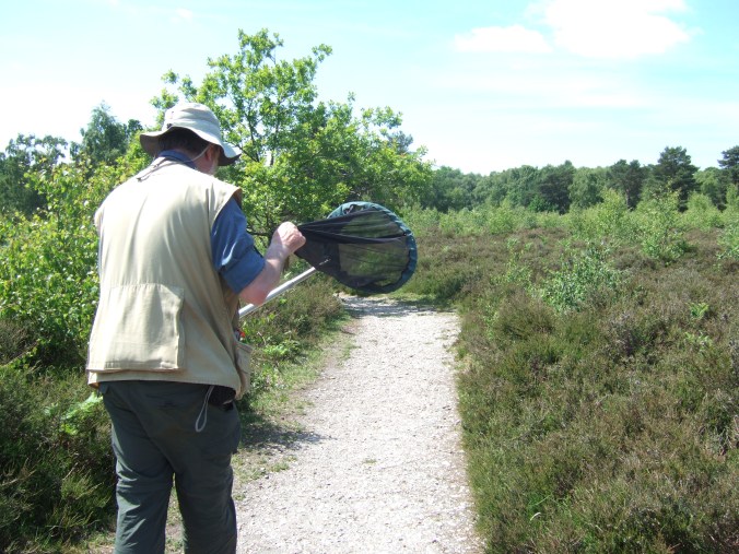 Matt hunts down an interesting bee he has spotted.