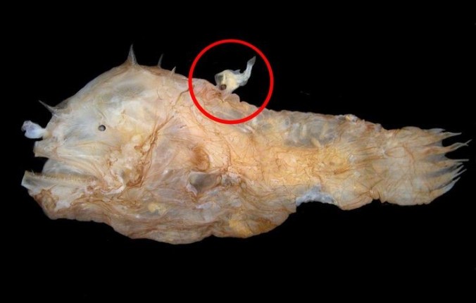 Figure 2. Sea Devil. The male bites into the female’s back to begin their fusion. www.reed.edu