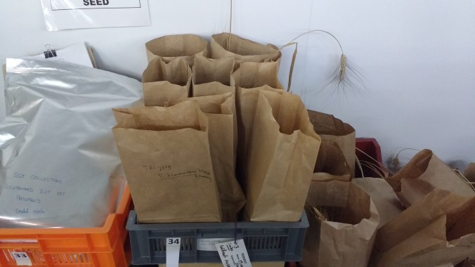 Bags of seeds and grasses, left out to dry.