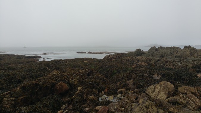 The seaweed clogged Batten Bay, at low tide.