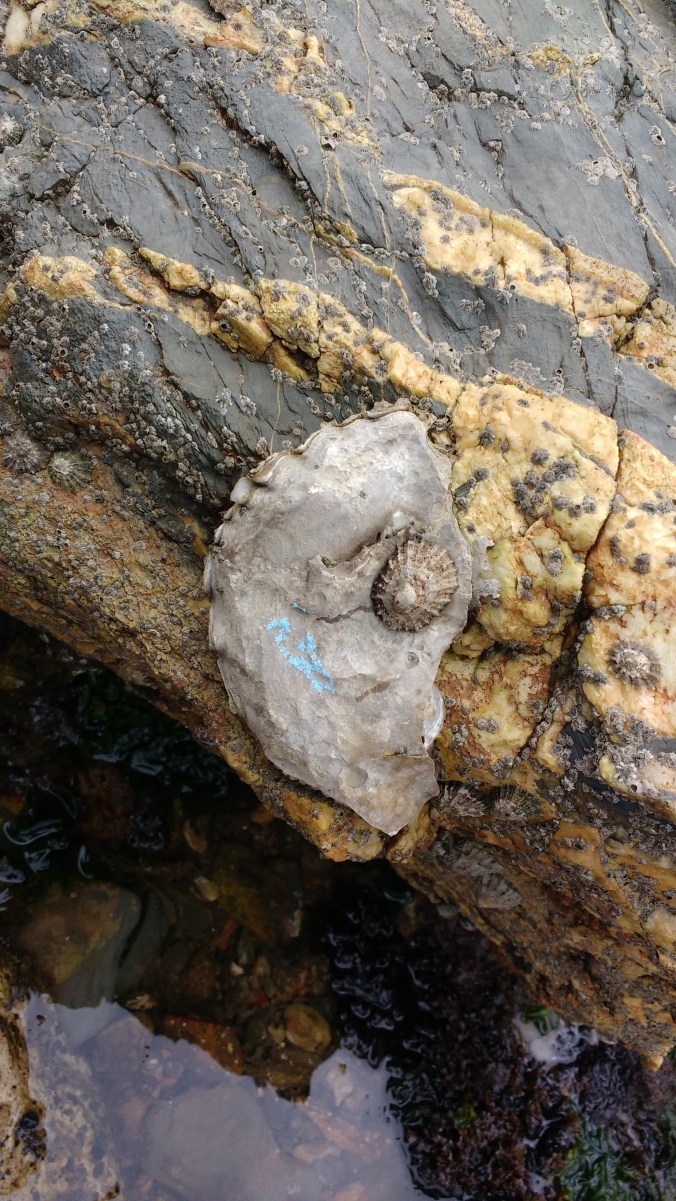 The largest Pacific Oyster that we found that day, around 123mm in length. It even has a limpit growing on it for reference.