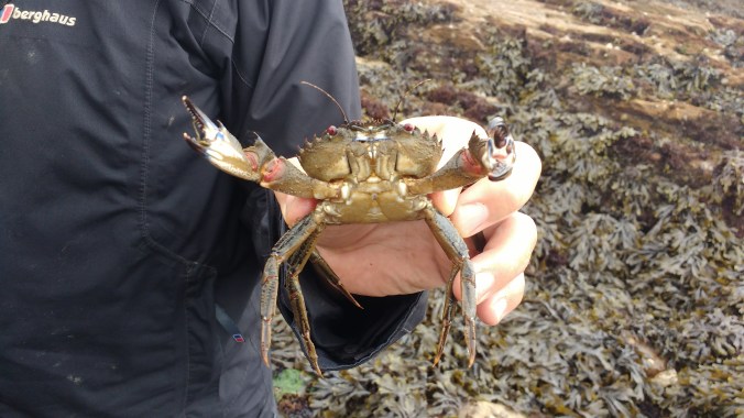 A Velvet Swimming Crab, raising its claws in absolute fury.