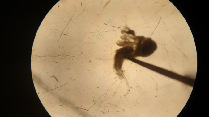 The guts are hanging out of this microscopic fish.