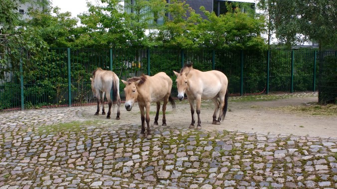 A small herd of horses on the Zoo's cobbles.