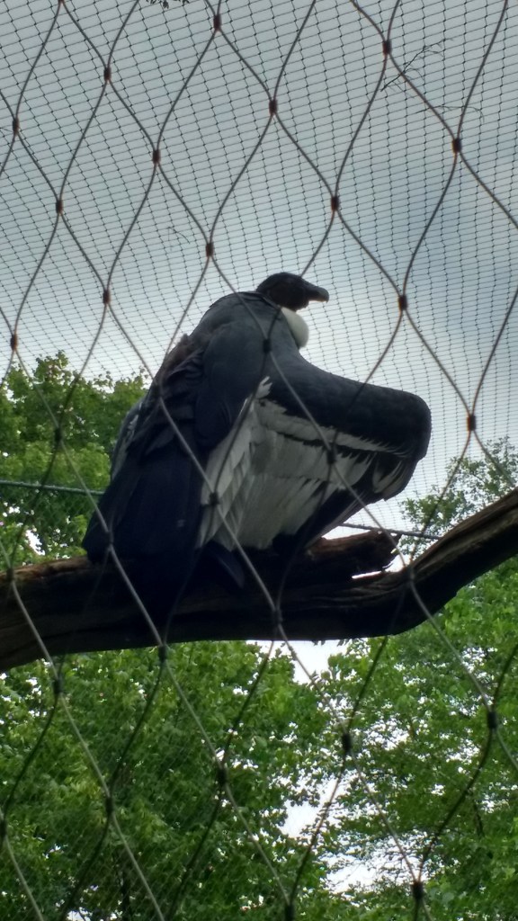 A female condor sitting in Berlin Zoo.